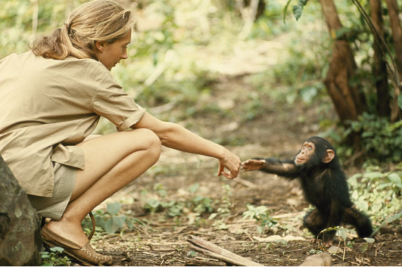 Jane Goodall by Hugo van Lawick | Iconic Photos