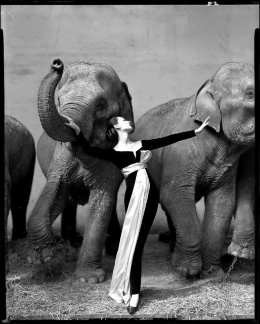 Supermodel Dovima poses with elephants for Richard Avedon