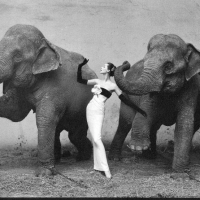 Dovima with the Elephants